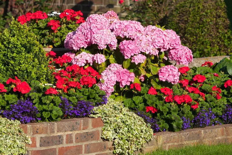 Hydrangeas in a flowerbed