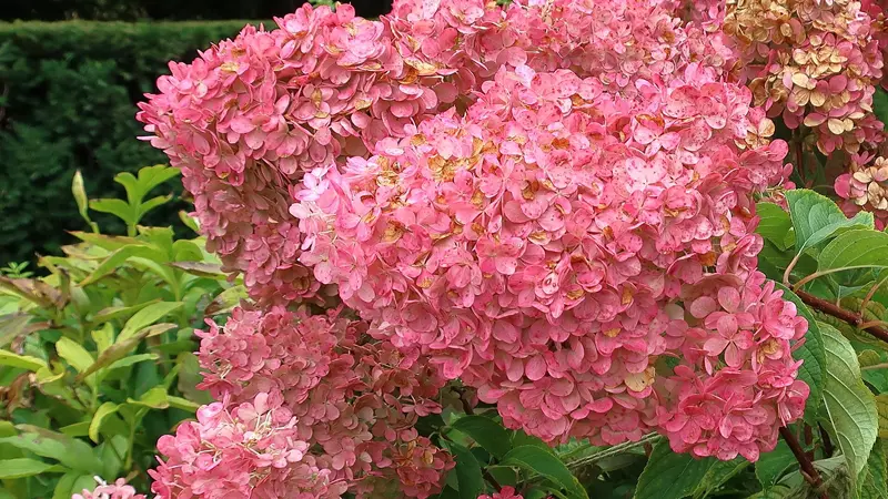 Vanilla Strawberry Hydrangea