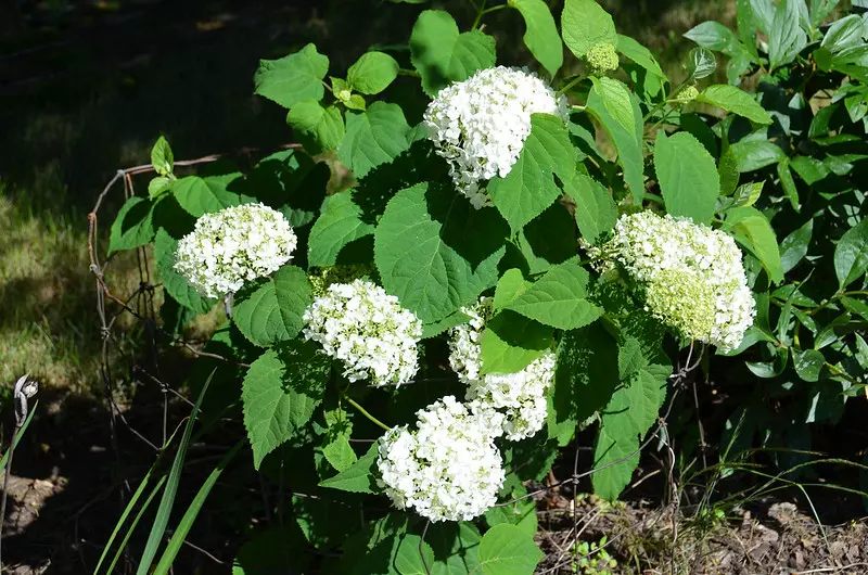 Incrediball Hydrangea