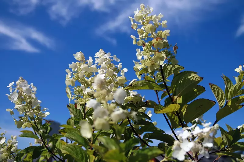 Tardiva Hydrangea