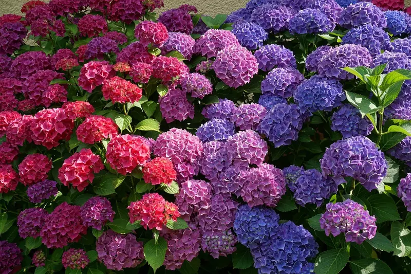 Hydrangea bushes full of flowers