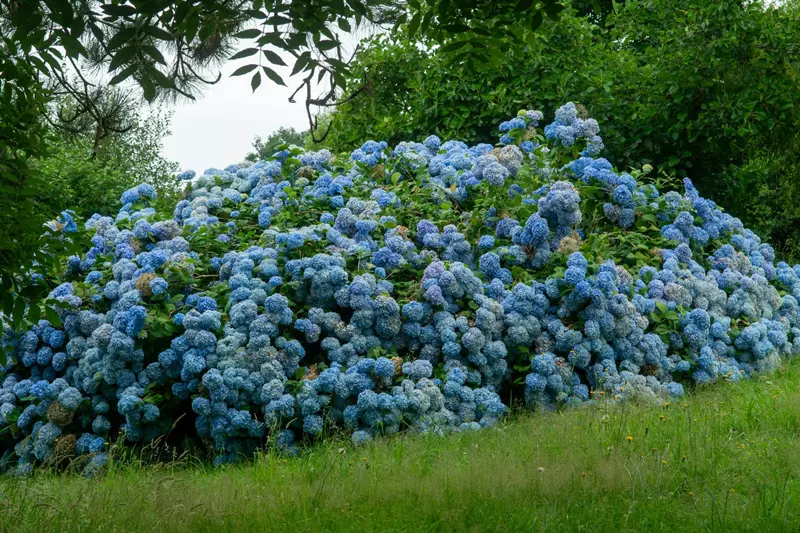 Giant, blooming hydrangea