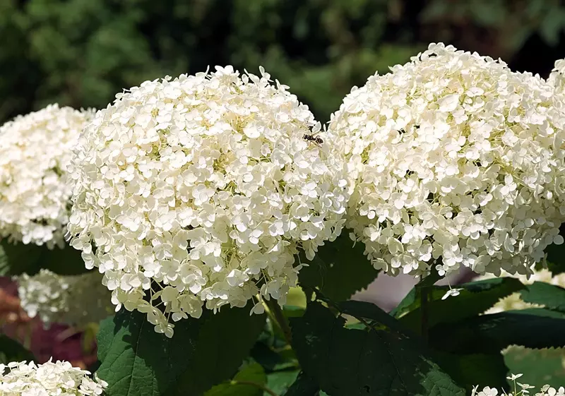 Large, white hydrangea flowers