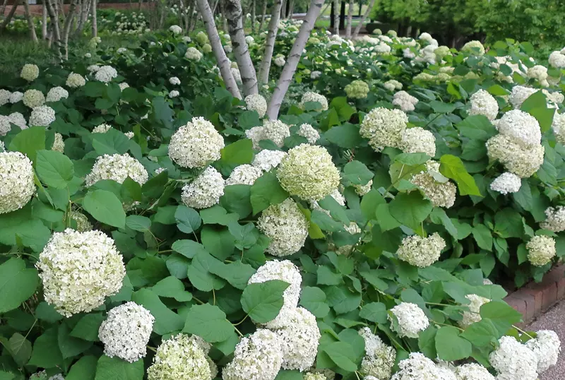 Hydrangea arborescens 'Annabelle'