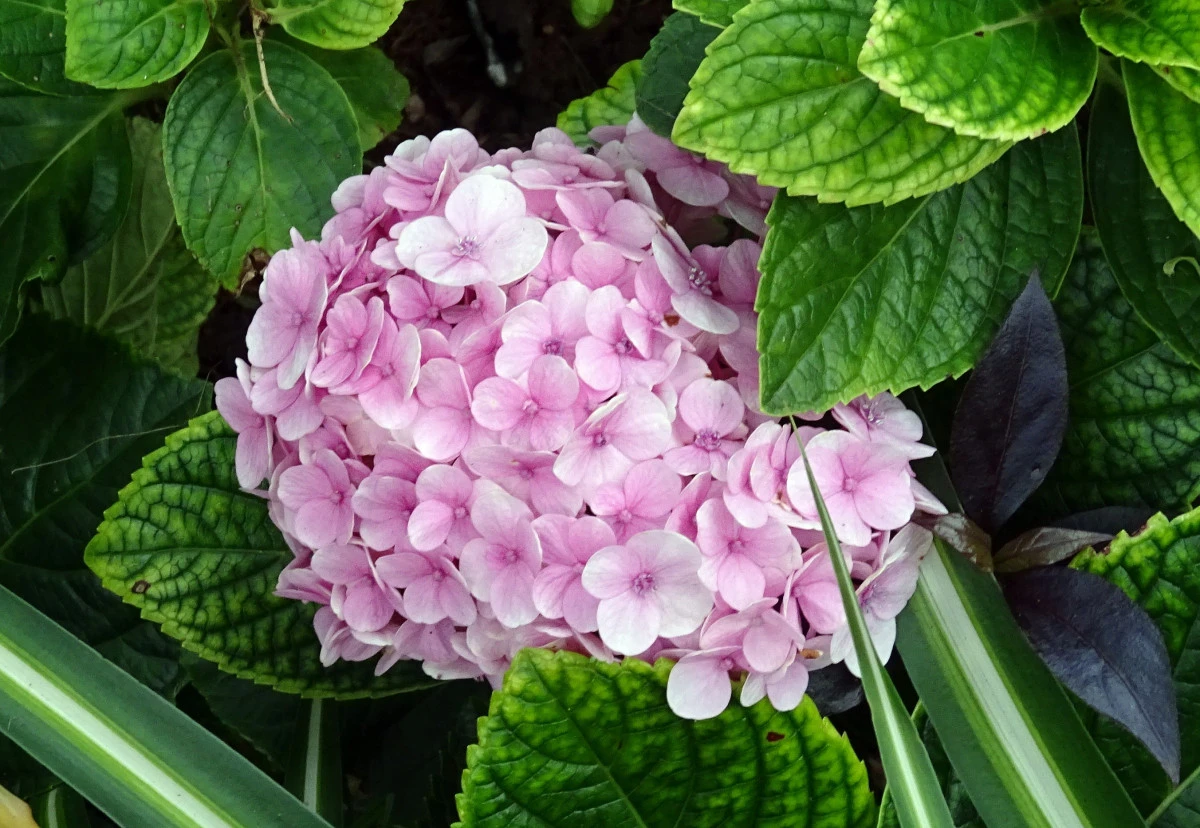 Pink Hydrangea in India