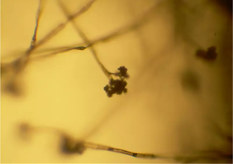 Botrytis Blight (Grey Mould)