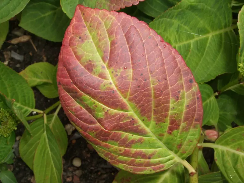 Hydrangea with Diseased Leaves