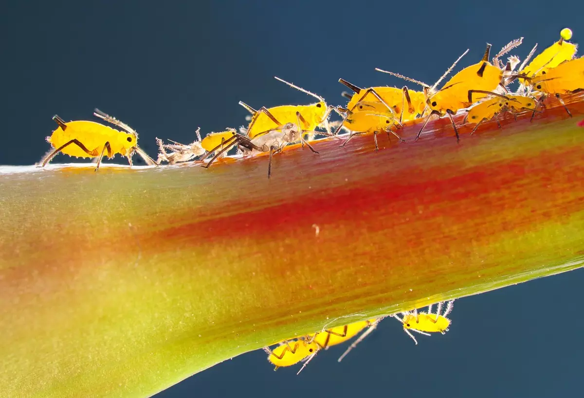 Aphids on the hydrangea