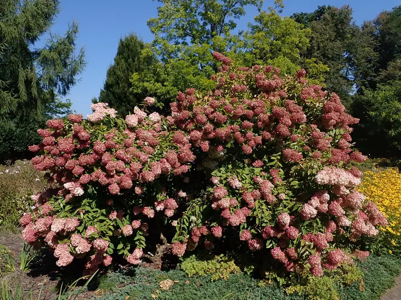 Drooping Hydrangea