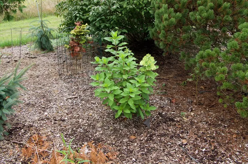 Dwarf Hydrangea Paniculata