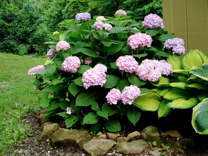 Hydrangea macrophylla 'Endless Summer'