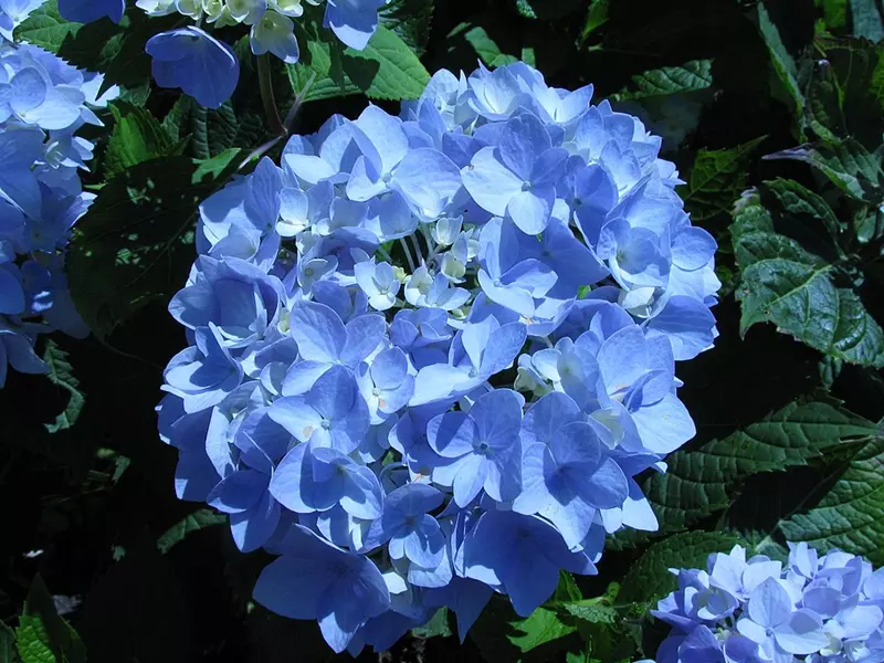 Hydrangea macrophylla 'Endless Summer' with blue flower