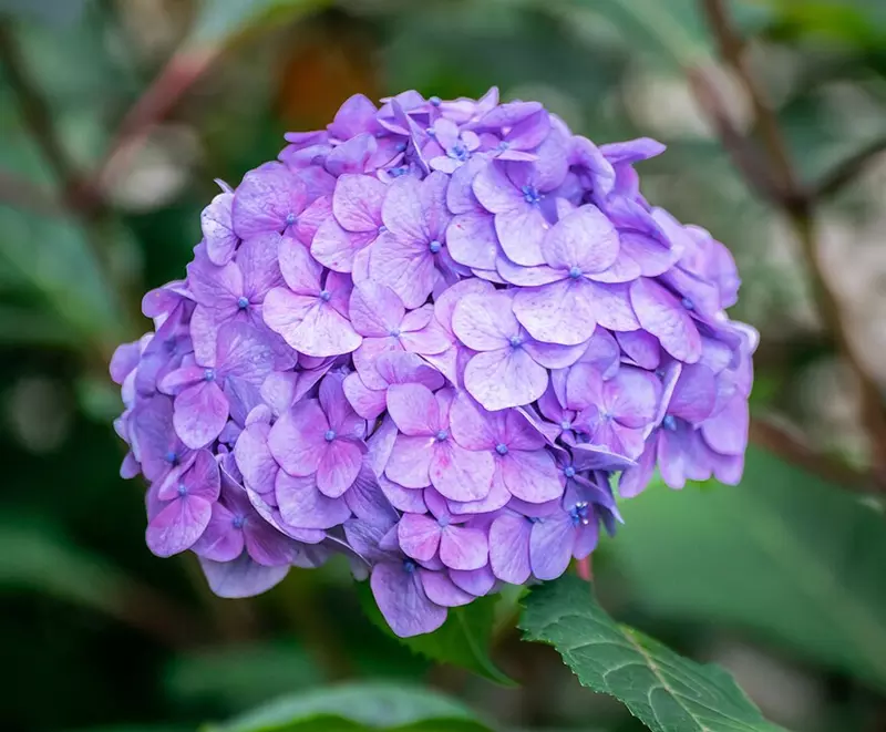 Hydrangea macrophylla 'Endless Summer' with pink flower