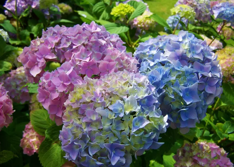 Hydrangeas in Australia