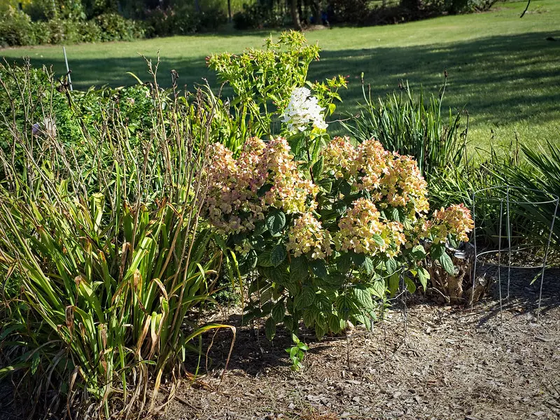 Hydrangea in the Sun