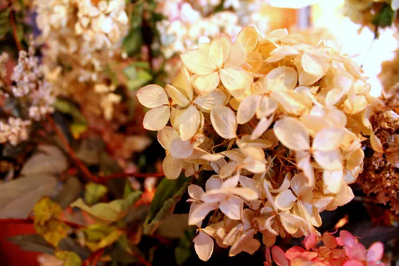 Dried Hydrangea Flower Head