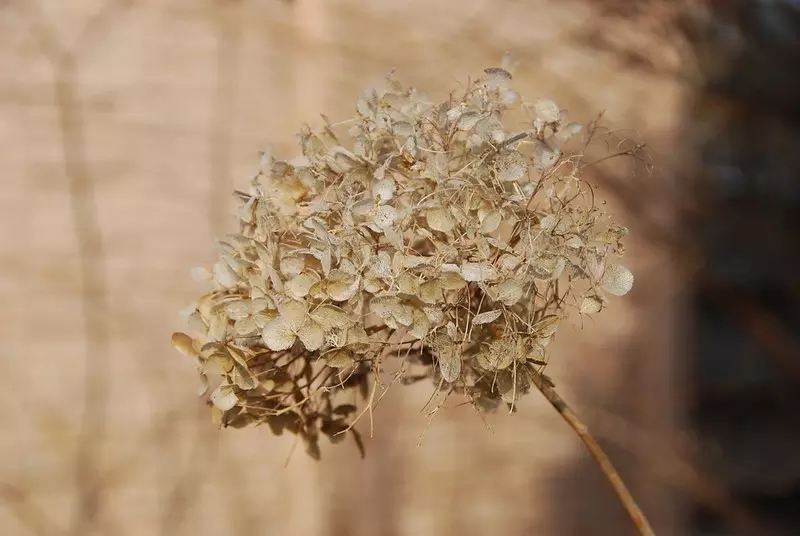 Dried Hydrangea Flower Head in the Garden