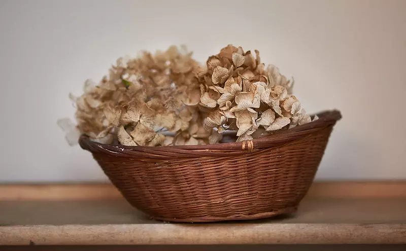 Dried Hydrangea Flowers in a Basket