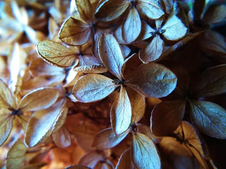 Beautyful Dried Hydrangea Flowers