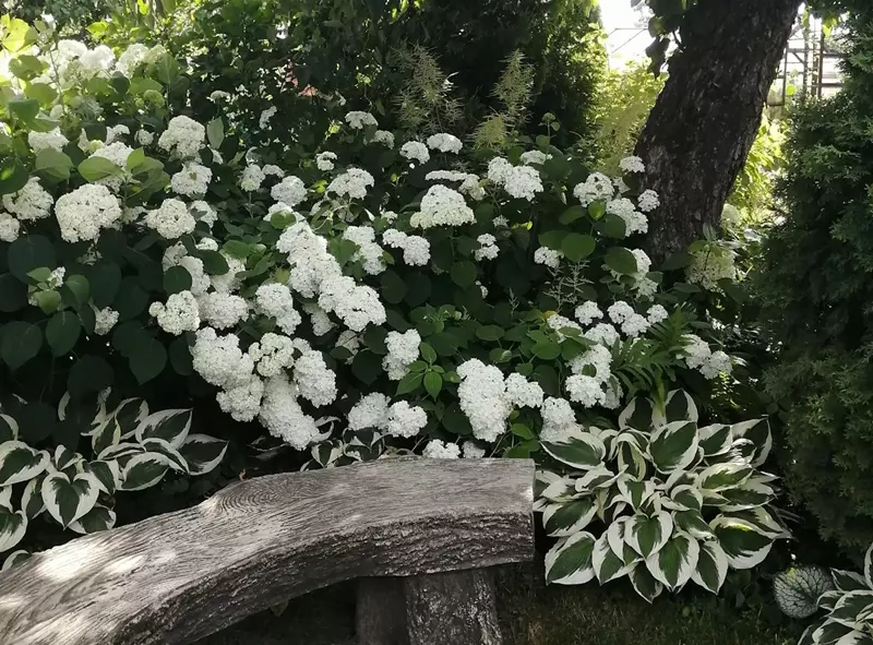 Hydrangeas in a Shaded Garden