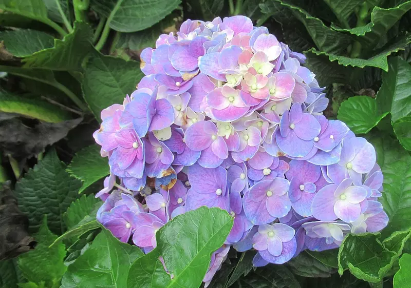 Beautifully blooming hydrangea