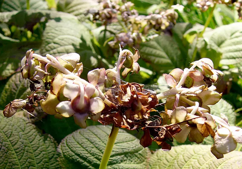 Wilting hydrangea