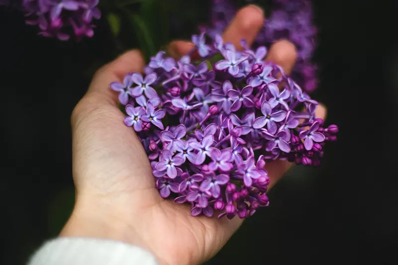 Hydrangea flower head in hand