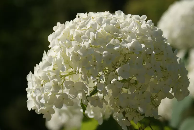 Hydrangea arborescens - Smooth hydrangea