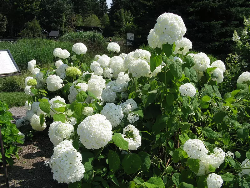 Hydrangea arborescens bush with white flowers