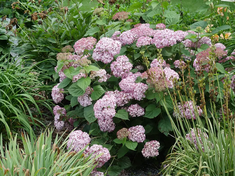 Hydrangea arborescens bush with pink flowers