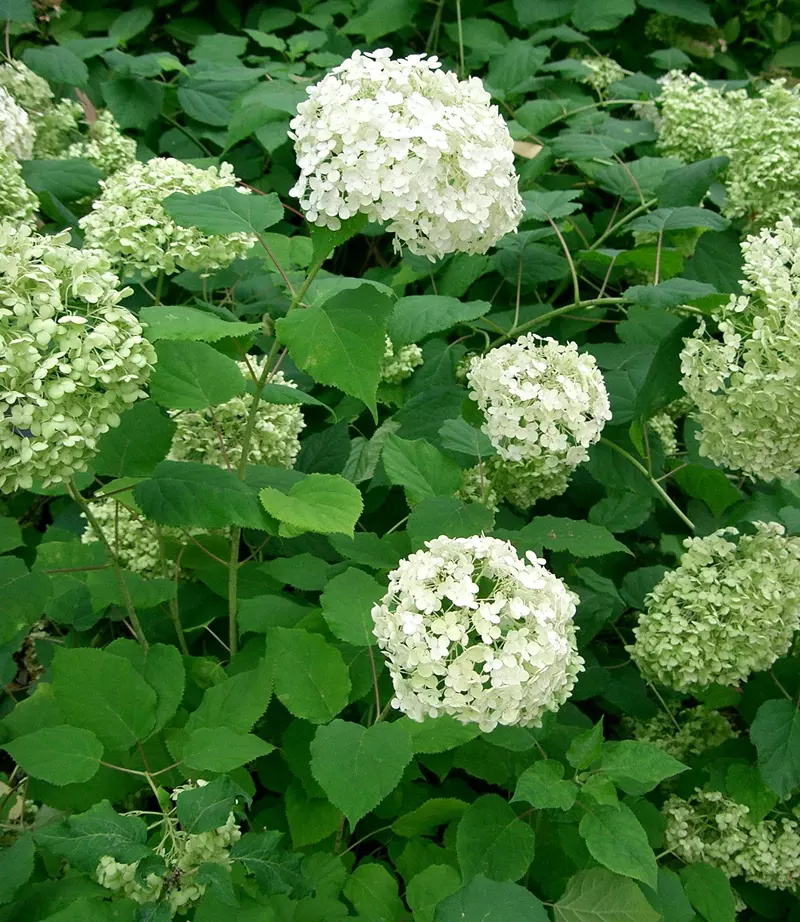 Hydrangea arborescens with other plants