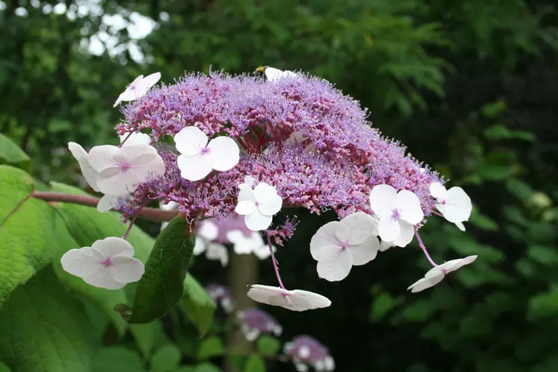 Hydrangea aspera - Rough-leaved hydrangea