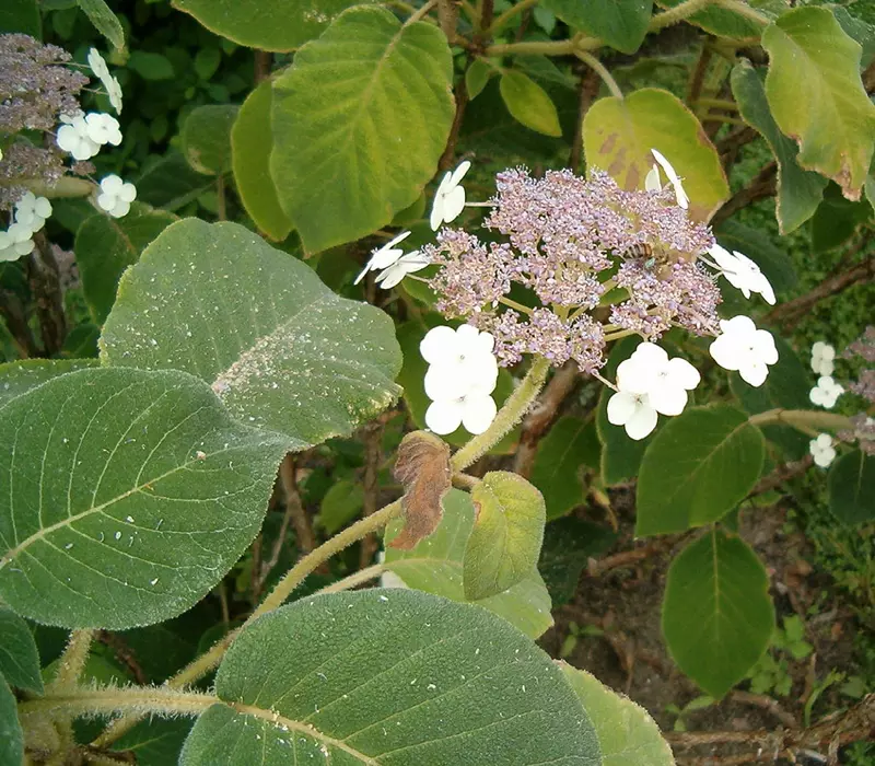 Hydrangea aspera flower and leaves