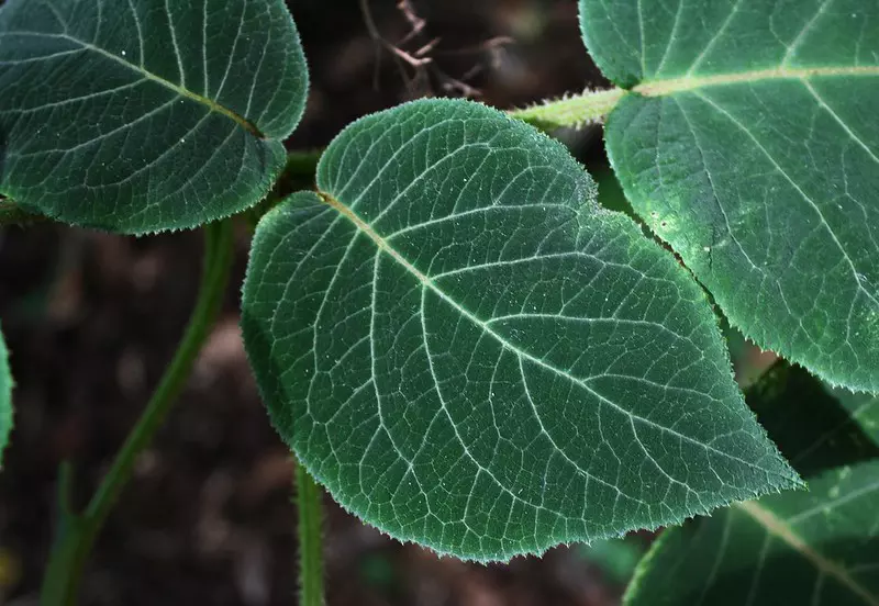 Hydrangea aspera leaves