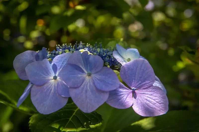 Hydrangea macrophylla 'Blue Wave'