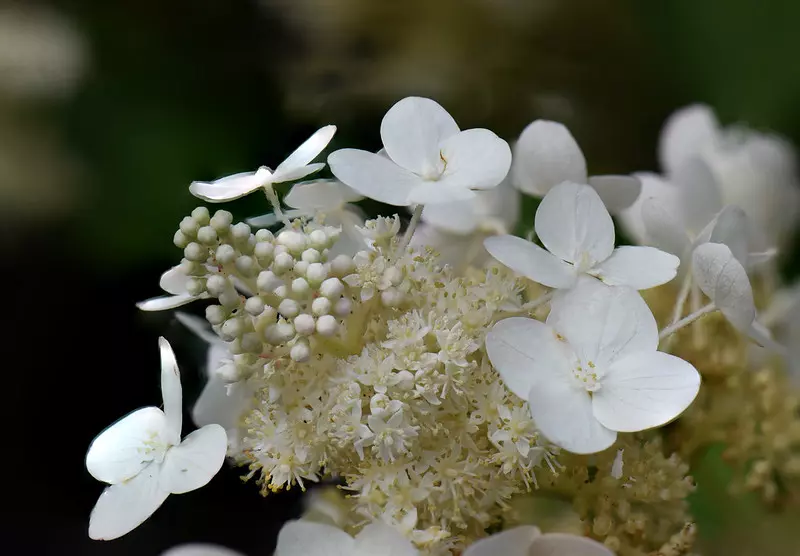 Panacled hydrangea in Vancouver