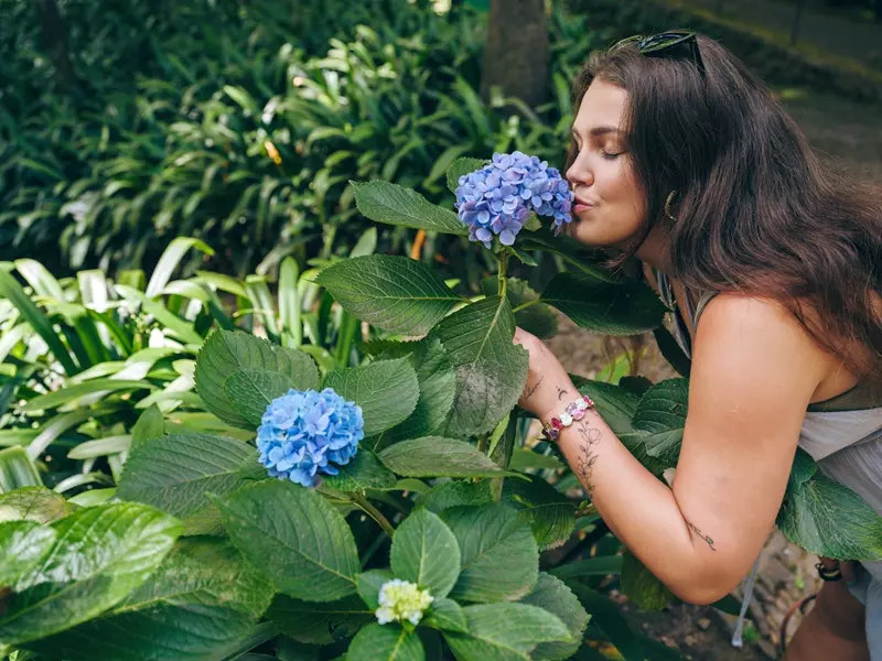 Hydrangea in a Tropical Garden