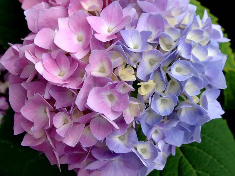 Colour Variation in Hydrangeas