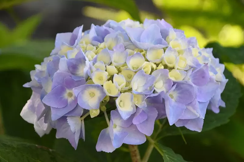 Hydrangea macrophylla - Garden Hydrangea