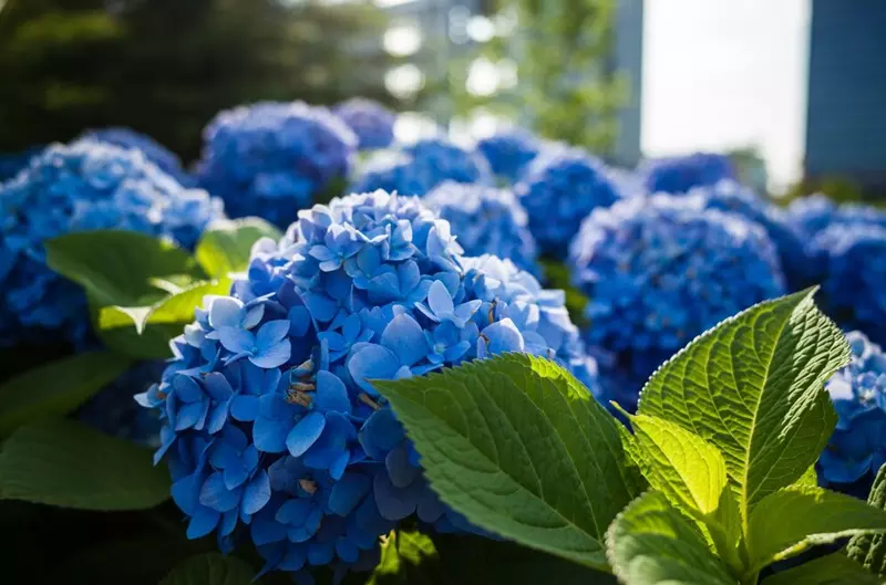 Hydrangea macrophylla with blue inflorescence