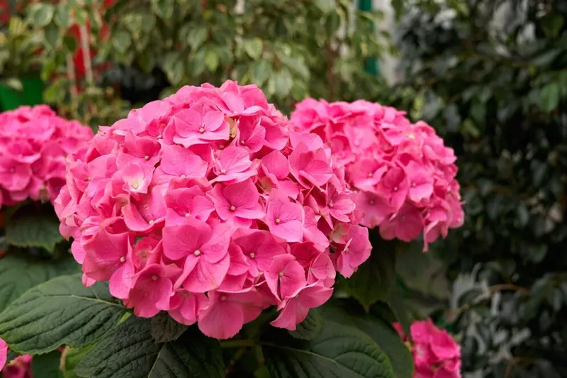 Hydrangea macrophylla with pink inflorescence