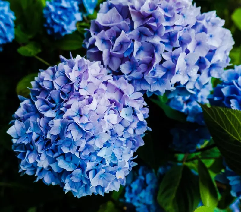 Blue flowers of Hydrangea macrophylla