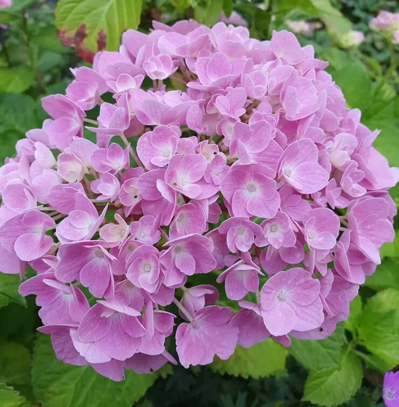 Light pink flowers of Hydrangea macrophylla