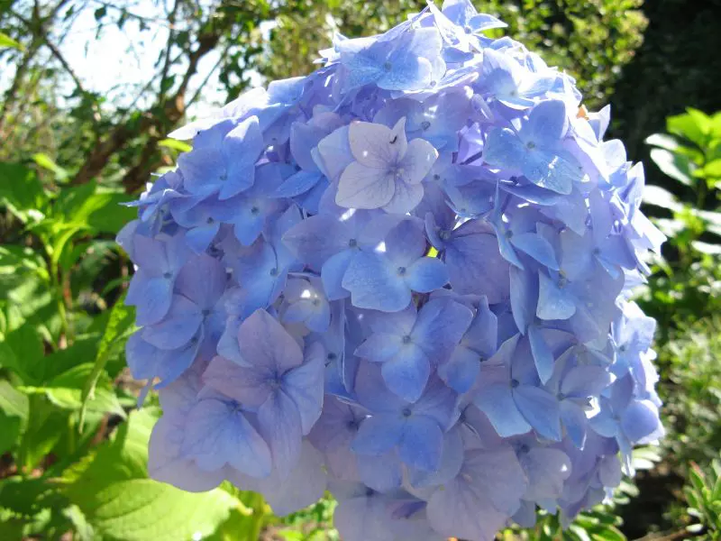 Flower of the Hydrangea macrophylla 'Nikko Blue'