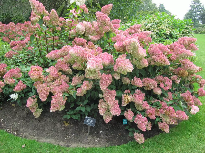 Hydrangea peniculata - Panicle Hydrangea