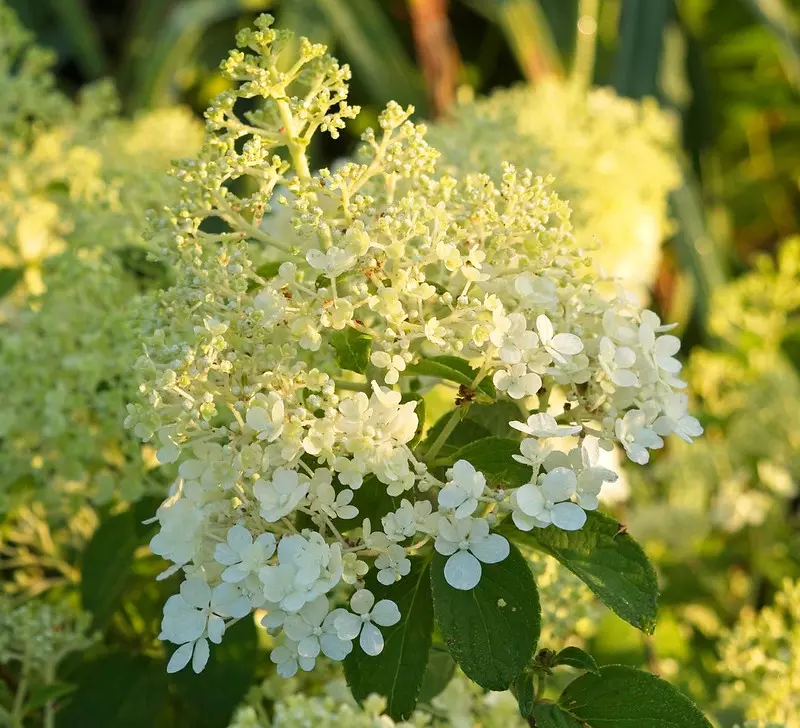 The flower of the Hydrangea paniculata