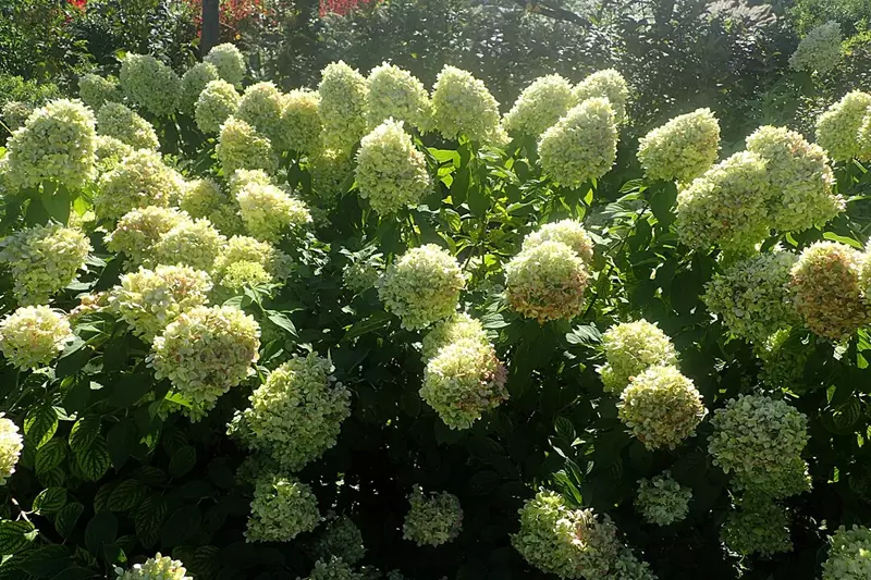 Hydrangea paniculata 'Limelight' at Garfield Park Conservatory