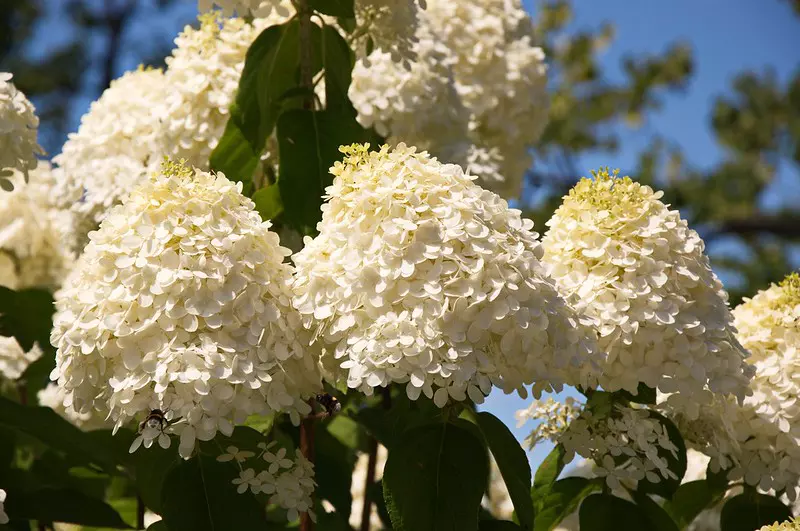 Hydrangea paniculata 'Limelight' flowers