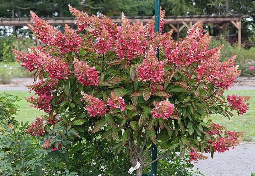 Hydrangea paniculata 'Pinky Winky' in the Garden