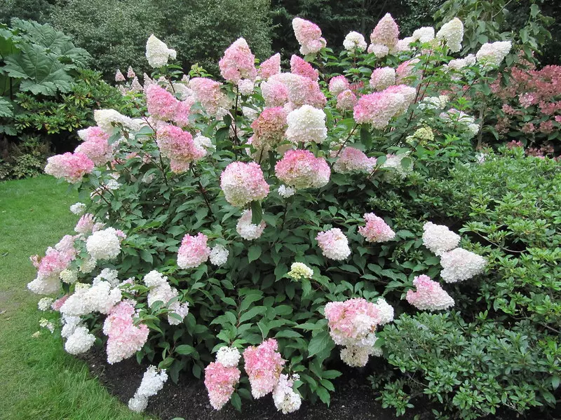 Hydrangea paniculata 'Vanille Fraise' bush